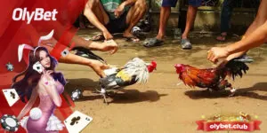 Bật Mí Phương Pháp Chơi Chọi Gà Đổi Thưởng Chắc Thắng