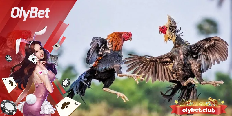 Xem Đá Gà Trực Tuyến Tại Olybet - Cá Độ Đỉnh Cao 2 Các thể loại đá gà trực tuyến đang được yêu thích