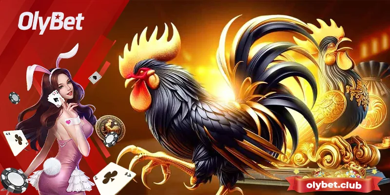 Cá Cược Đá Gà Olybet - Sân Chơi Đẳng Cấp Của Kê Thủ Châu Á 4 Kinh nghiệm và lưu ý khi chơi đá gà Olybet