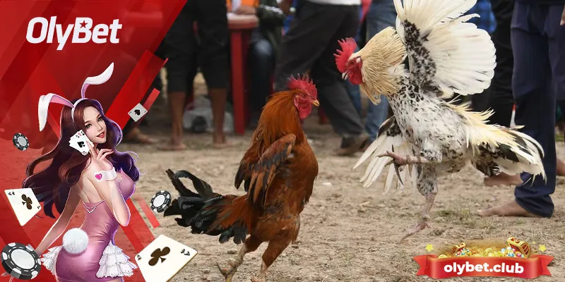Bật Mí Phương Pháp Chơi Chọi Gà Đổi Thưởng Chắc Thắng 2 Những bí quyết chơi chọi gà online chắc thắng
