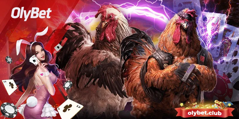 Trải nghiệm đỉnh cao cá cược tại đá gà Olybet